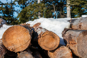 stack of logs under the snow