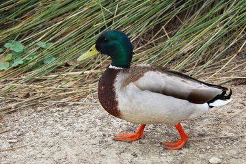 duck in the park