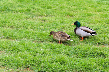 duck on the grass