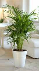 Lush Kentia Palm presenting its graceful leaves in a classic white pot against a soft interior