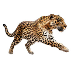 leopard jumping and running