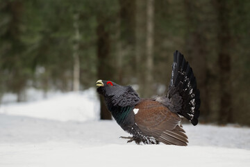 Majestic Western capercaillie (Tetrao urogallus) displaying during their mating season
