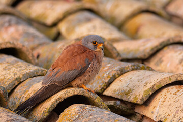 Male lesser kestrel perched on a roof.