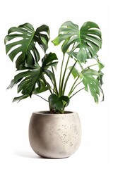 Monstera Palm Tree in pot. Houseplant isolated on white background with clipping path. PNG. Generative AI 