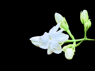 White jasmine flowers blooming