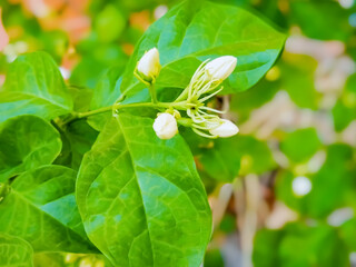 Close-up photo of flowers, blooming flower background picture, flower in the garden.Double white jasmine, Thai jasmine