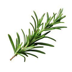 Fototapeta premium rosemary leaf isolated