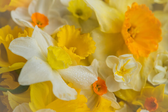 closeup background of yellow daffodil flowers in spring