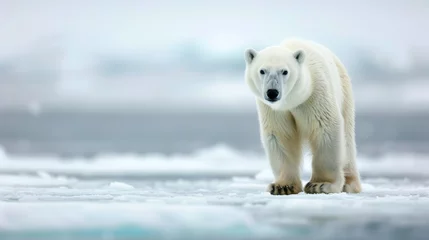 Rolgordijnen A curious young male polar bear (Ursus maritimus) standing up on the sea ice  © Sumaira