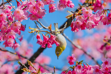 ピンクの河津桜とメジロ - obrazy, fototapety, plakaty