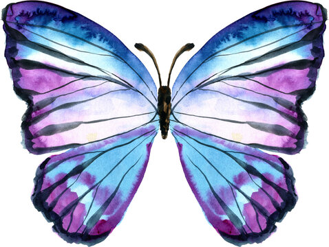 Watercolor colorful butterfly, isolated butterfly on transparent background, png. Butterfly spring, summer illustration