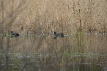 portrait of eurasian coots (meerkoet) floating on the meertjesven in waalre, noord-brabant the...