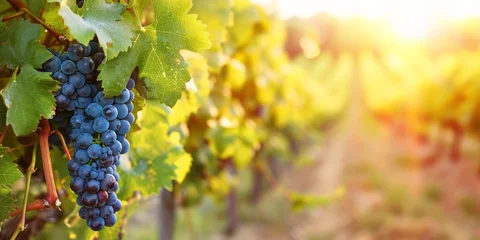 Crédence de cuisine en verre imprimé Vignoble Black grape on vineyards background, winery at sunset, panoramic view banner, Generative AI 