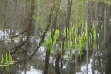 grass peeking out of the water in a lake in the woods