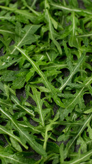 Fresh arugula top view. Arugula salad heathy food