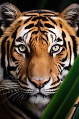 Close up of one tiger on outdoor background.