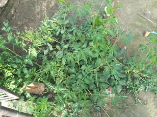 Fototapeta premium mushrooms in the grass