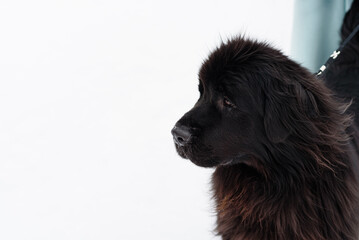 newfoundland dog sits with owner