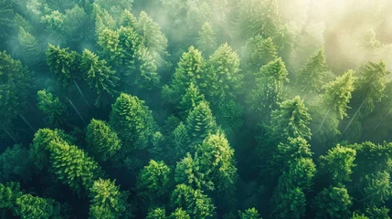 Zelfklevend Fotobehang Green tropical forest in the morning, generative Ai © Zatiago