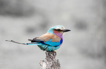 European roller colorful Bird on dry branch, gray background. South Africa, Kruger National Park safari. small bird blue pink orange color. Wildlife animal wallpaper. Common Roller, Coracias garrulus