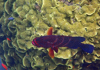 Red coral grouper - predator inhabitant of coral reefs at the Red Sea, Sinai, Middle East