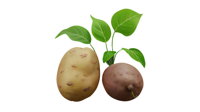 Potatoes isolated png Potato png ‎sweet potato png potatoes png patata png potato transparent background potato without background