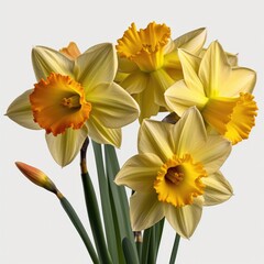 Bouquet of blooming yellow daffodils with bright orange centers on white background. Daffodils in full bloom, have multiple layers of petals. Stems green, have long, thin leaves.