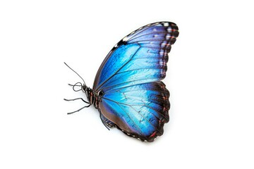 Beautiful blue tropical Morpho butterfly with wings spread and in flight isolated on white background, close-up macro, DOF. Depth of Field, high quality photo, Generative AI 