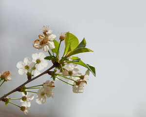 Close-up photo of a beautiful cherry blossoms on a twig with a blurry background