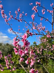 Fleurs de pêcher, Corse