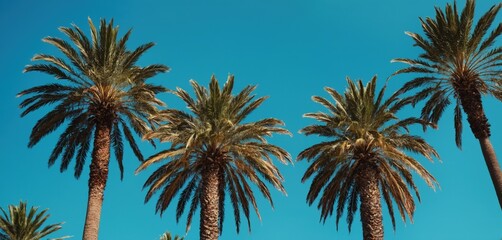Towering Palm Trees against a Clear Blue Sky
