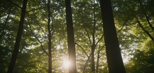 Sunlight Streaming through a Canopy of Trees