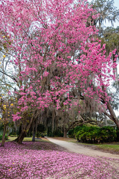 Tabebuia impetiginosa, Pink Trumpet Tree shedding petals on a cloudy Florida spring day.
