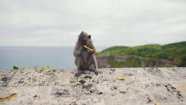 A monkey enjoying a banana on a rock under a cloudy sky