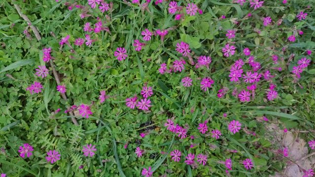 Pink Silene colorata in Malta
