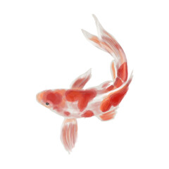 Koi fish on transparency background