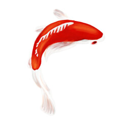 Koi fish on transparency background - 771469867