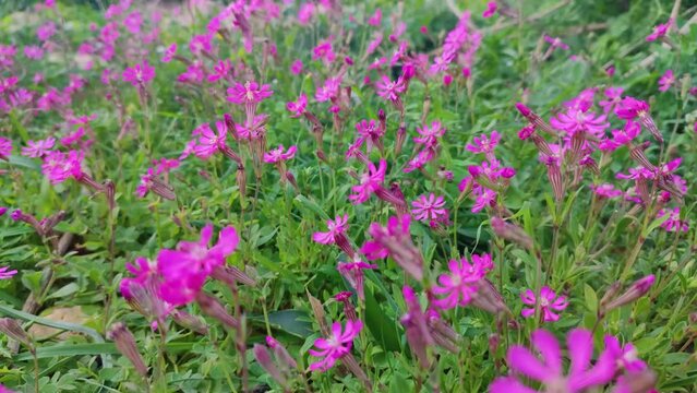 Pink Silene colorata in Malta