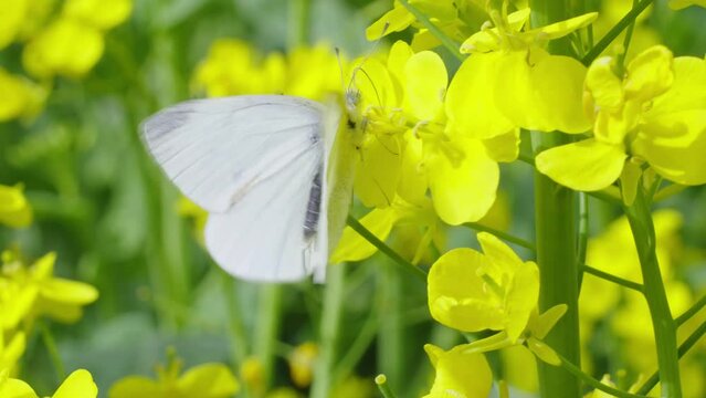 a white butterfly foraging on yellow rapeseed flower in spring.