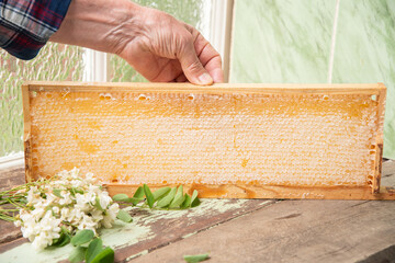 Elderly beekeeper holds a frame with honeycombs and a sprig of flowering acacia full of fresh...