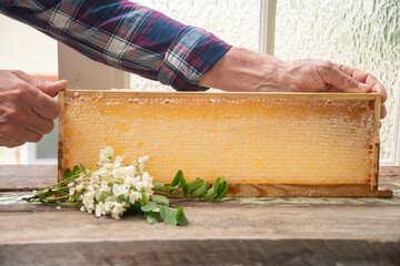 Elderly beekeeper holds a frame with honeycombs and a sprig of flowering acacia full of fresh...
