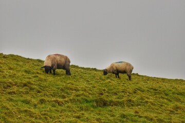 county ireland sheeps colors