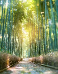 A sunlit path in a beautiful bamboo forest. Golden hour, bokeh light. 