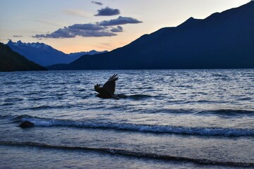 Obraz premium bird sunset in the mountains