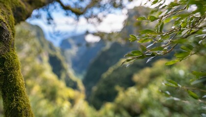 Fototapeta premium Dense green mossy rain forest trees as background. 