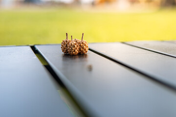 pine cone on table