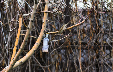 A plastic bottle feeder and a small sparrow looks at the grain