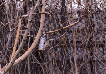 a sparrow on a plastic bottle feeder and sparrows on a branch