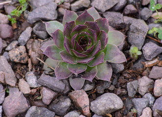 succulent echeveria with burgundy and green leaves