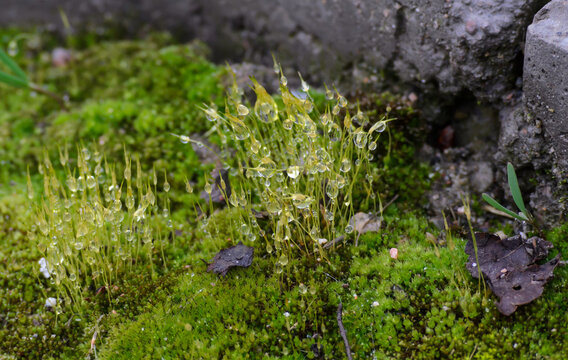 yellow moss sprouts covered with dew on a blurred background